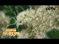 花椰菜上“开花”？花球异常长毛、腐烂……看专家如何一招搞定！ | CCTV「田间示范秀」20201209