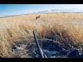Caseria De Coyote Con Escopeta Video #1
