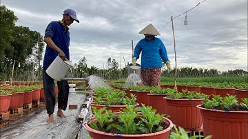 TƯỚI PHÂN CHO HOA CÚC PHA LÊ - 5 NGÀY SAU KHI TRỒNG