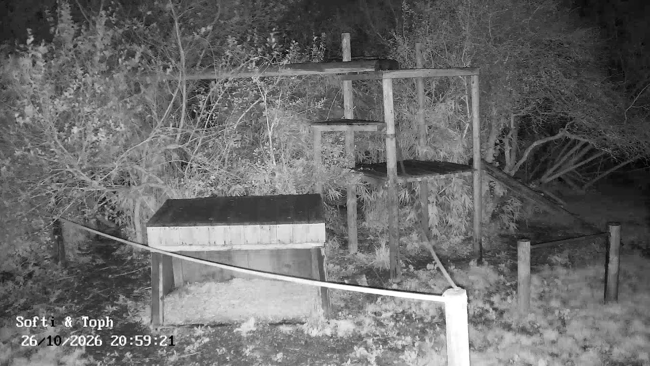 Benji and Balu Bear Enclosure - Live Cam — Sandown, Isle of Wight live camera thumbnail