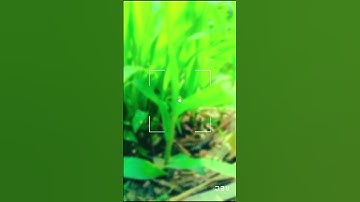 New #sort  Tranding #vairelsort  # Song#. Mix#nature Sort#farming Videos #garden #tree