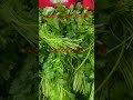 الفرق بين البقدونس والكزبرة The Difference Between Parsley And Coriander American Usa الفرق بين البقدونس والكزبرة The Difference Between Parsley And Coriander American Usa