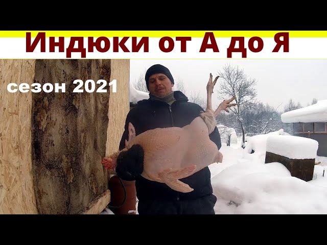Хотите вырастить 700 кг вкусного мяса легко?? Вам СЮДА! Индюки от А до Я на недорогих кормах!