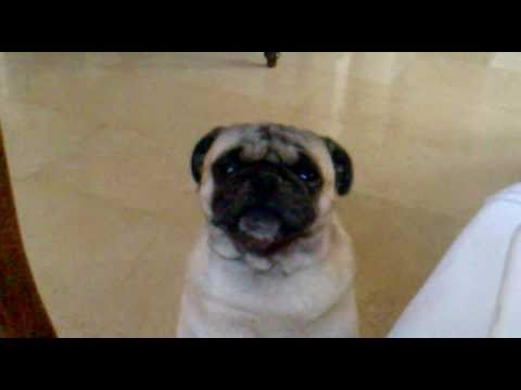 pug-making-funny-noises