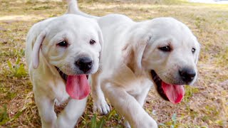 Puppy Sisters Have Their Final Playdate!! by Life With Labradors 15,385 views 1 month ago 3 minutes, 47 seconds