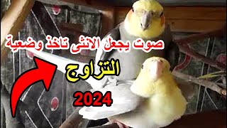 اقوي تحفيز طيور الكوكتيل على التزاوج بعد سماع هذا المقطع صوت لتحفيز الكوكتيل على التزاوج والانتاج