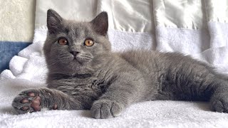 British shorthair kitten named Coconut 3 months old