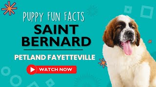 Everything you need to know about Saint Bernard puppies! by Petland Fayetteville 22 views 9 months ago 1 minute, 2 seconds