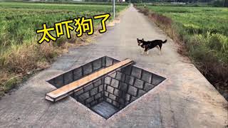 在马路上画一个坑，狗看到吓得都不敢走了