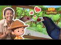 Asian Koel | A Stalker Bird? | Leo the Wildlife Ranger | Kids Animation