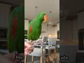 He Understood The Assignment ЁЯШЛ Eclectusparrot Eclectus Bird Parrot Animals Funny Cute He Understood The Assignment ЁЯШЛ Eclectusparrot Eclectus Bird Parrot Animals Funny Cute