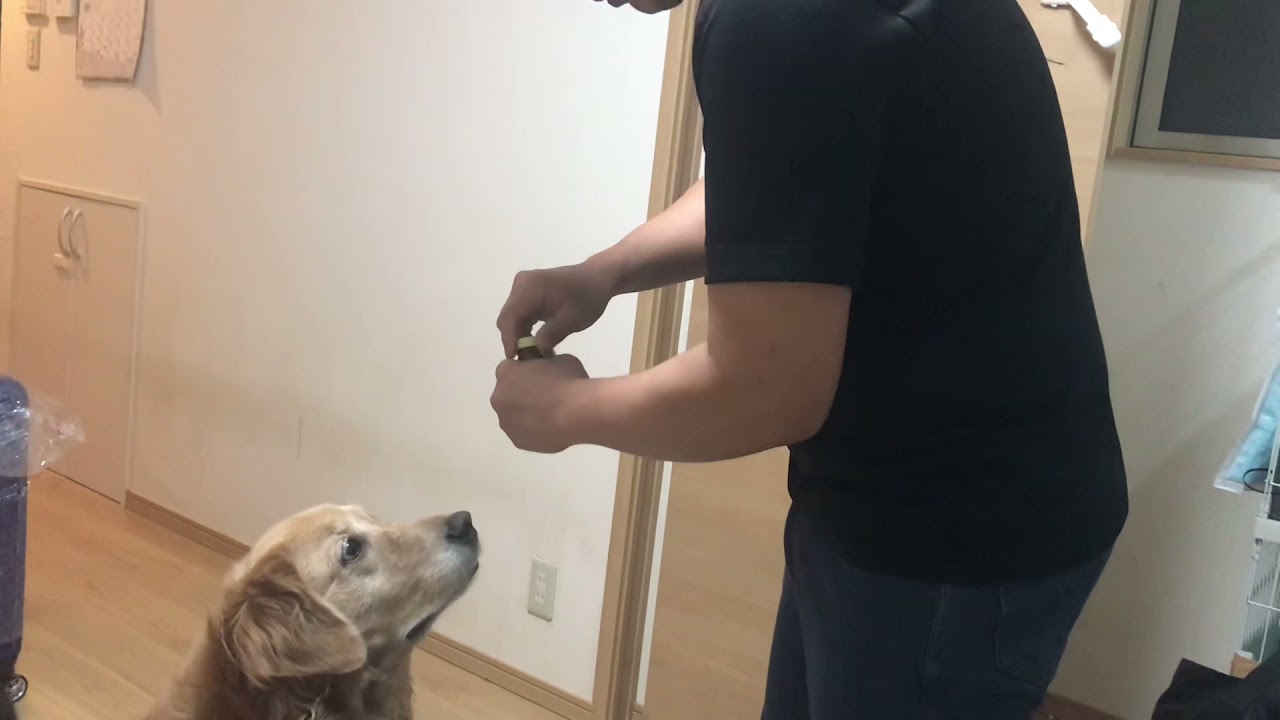 正露丸をおやつと思っている犬 Youtube