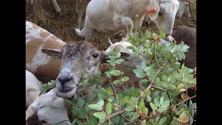 Converting Woodland to Silvopasture Part 2: Thinning, Clearing, and Establishing Forage and Fodder