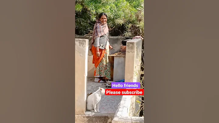 Video 1810701: munchkin kitten meowing cat, munchkin kitten pets cats, munchkin cute kitten pets, cutekitten cats meowing, kitten meow pets animal, home pets cat kittens