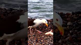 Seagull VS shark ⛔️ Graphic content!