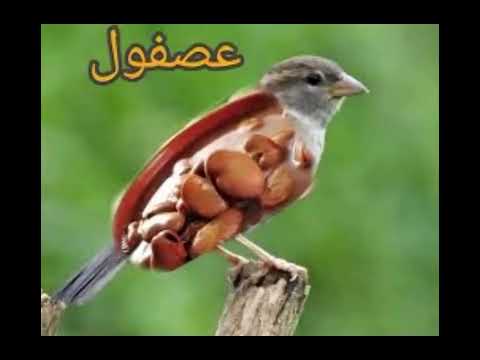 توتمساح سلحويشة سلحفهد حماريو قطاطس قطايط عصفول كلكبوت ديناموس بومناسه أرنبيط قتقوت عصموز