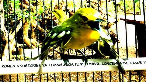 BURUNG SIRTU JANTAN PALING GACOR // CIPOH JANTAN NGAMUK GACOR DOR // CIPOW TARUNG RIBUT