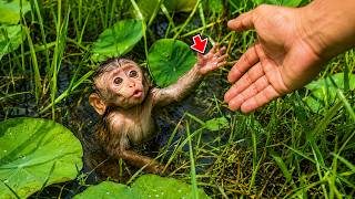 I Discovered a Soaked Baby Monkey in the Lotus Pond and Rescued It! 🐒