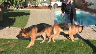 German Shepherd Dog Roy and Nick. New litter coming soon.