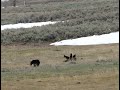 A grizzly bear sow has an itch that has to be scratched at yellowstone national park