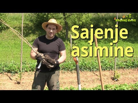 Video: Sajenje sadnih semen – kako in kdaj posaditi sadna semena in koščice