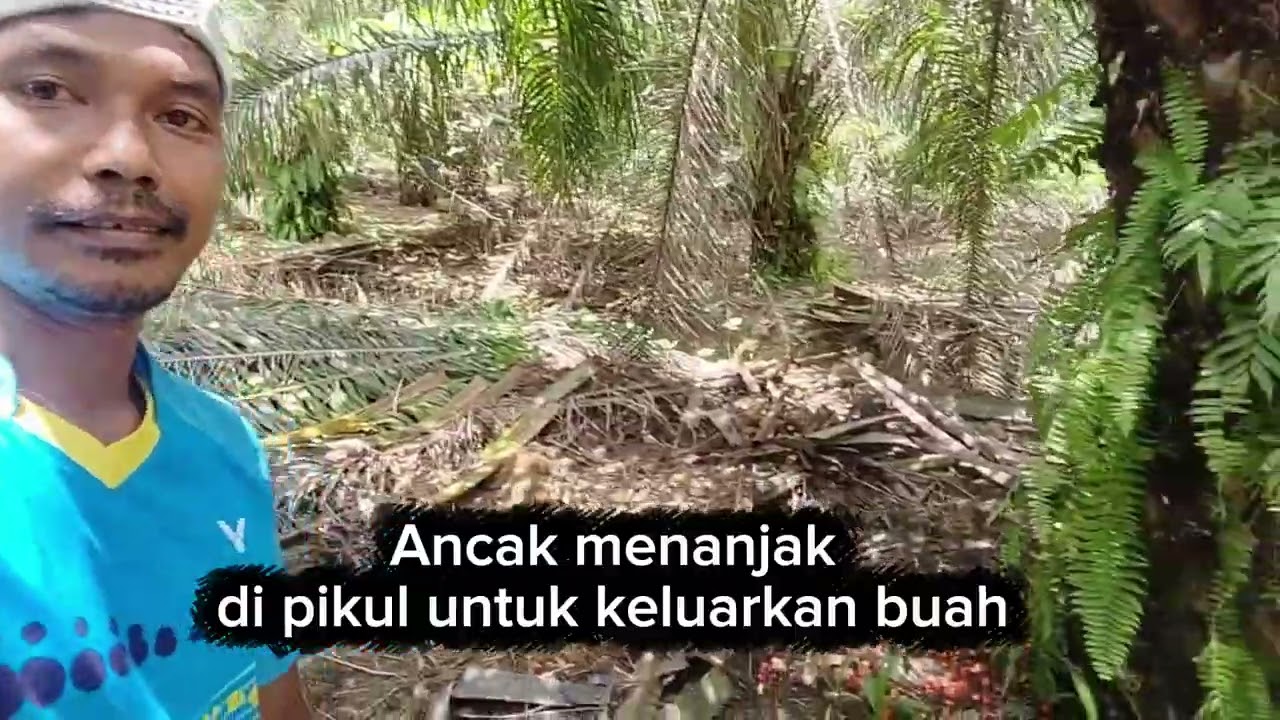 Ancak menanjak buahnya di pikul