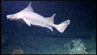 Sailfin Roughshark Cruising Around A Blackmouth Catshark Nursery In The Northern Atlantic Resimi