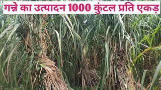 गन्ने से पैदावार 1000 क्विंटल प्रति एकड़ कैसे लें । गन्ना बुवाई में किया, इन उर्वरकों का उपयोग