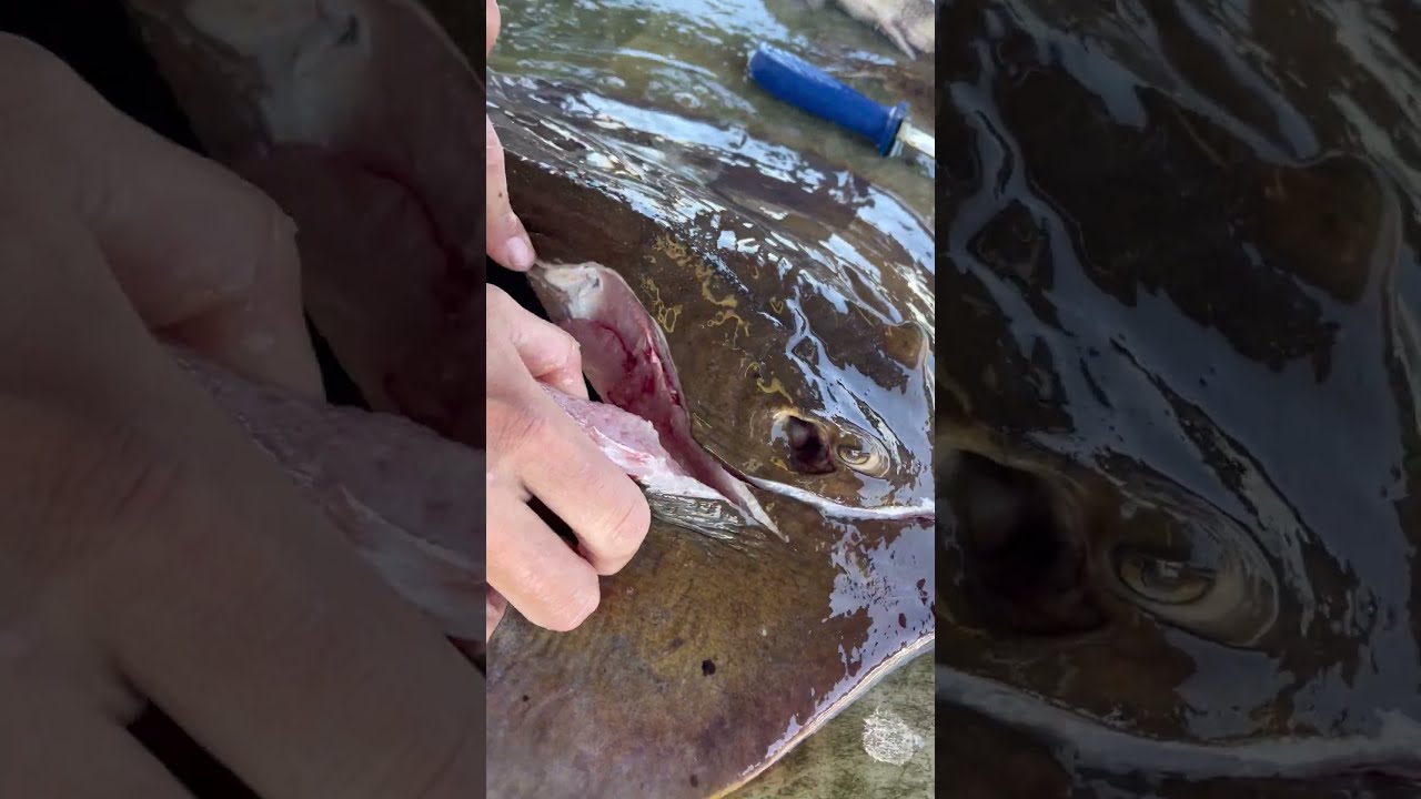 Cooking And Cleaning A Stingray With Steven Rinella Seafood Fueledbynature Meateater