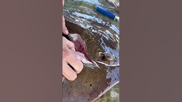 Cooking and cleaning a stingray with Steven Rinella. #seafood #fueledbynature #meateater