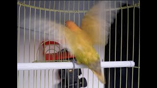 1 Menit Pertama, Lovebird BISU jadi GACOR dan NYAUT NGEKEK !!!