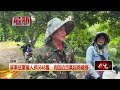 屏東縣半年移除9萬隻綠鬣蜥　冠軍獵人領走近「百萬元」