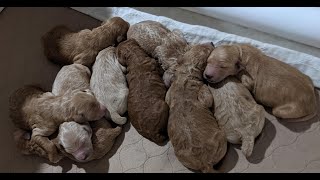 Nala s Puppy Birth 1 2021: The birth of a litter of Goldendoodles