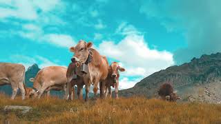 Country Of Milk Altunsa Milk - بـلـــد الـحـلـيــــــــب - وڵاتـی شـیــــــــــر