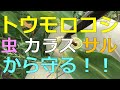 トウモロコシ　アワノメイガ、カラス、サルから守る方法！　ヤングコーン生食もおいしい！？