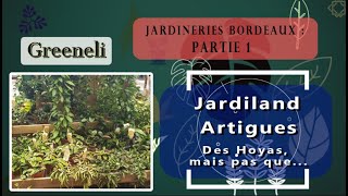 Jardiland Artigues !! Des Hoyas, mais pas que: épiphyll., alocasias, anthuriums... PART 1 (mai 2024)