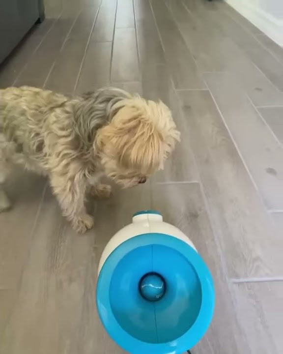 Corgi Learns to use iFETCH Ball Launcher - BEST DOG TOY 