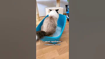 Что делать если кот или кошка долго и шумно копает в лотке