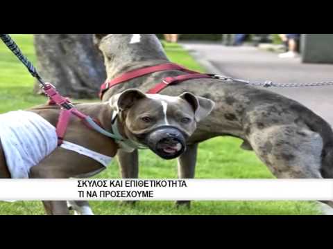 Βίντεο: Στένωση του οισοφάγου στα σκυλιά