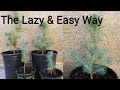 How to grow Pine Tree seedlings from pine cones the Lazy and Easy way