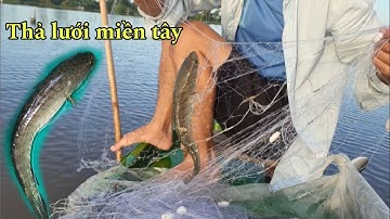 8/ đuổi cá mùa nước nỗi miền tây toàn cá ngon | CHACON TV