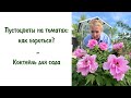 Пустоцветы на томатах: как бороться? Коктейль для сада