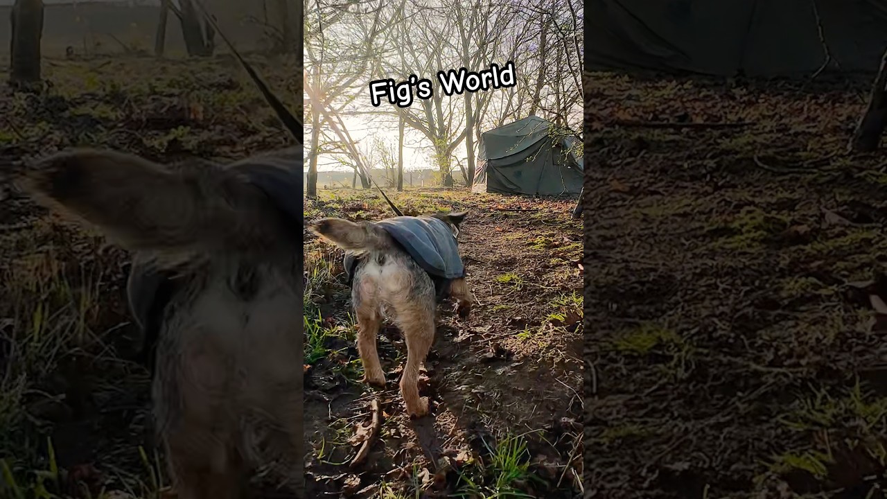 Fig’s FIRST Wild Camp - RAIN & THUNDER