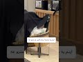 کشور بدون دزد