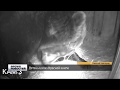 Рождение медвежат под видеокамерами
