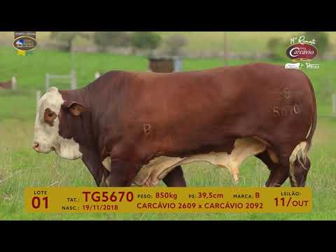 LOTE 01 - TAT TG5670