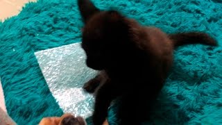 ШОК! Котёнок мейн-куна навалял собаке )) ШОК! Котёнок мейн-куна навалял собаке ))