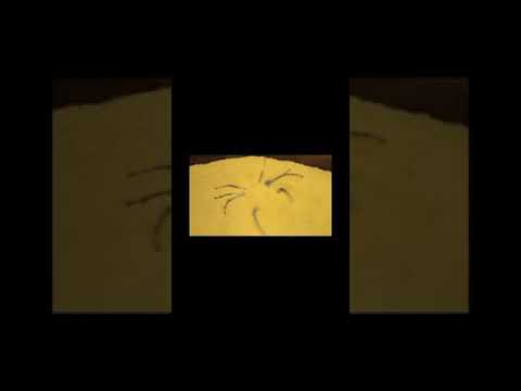 Six-Eyed Sand Spider