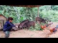 Jena grows sweet potatoes And trains wild boars - Building a new life - Living off the grid. Ep.77