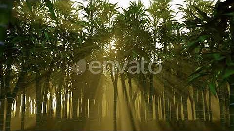 Bamboo Forest Sunset | Motion Graphics - Envato elements